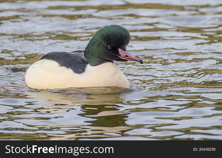 Common Merganser swimming in the lake