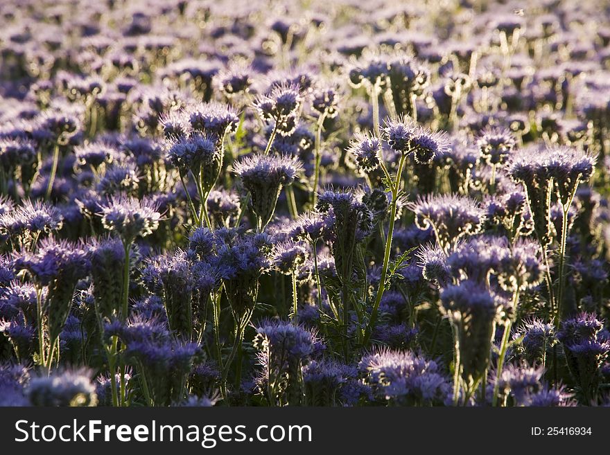 Purple bee plants, purple herb grown in the field. Purple bee plants, purple herb grown in the field