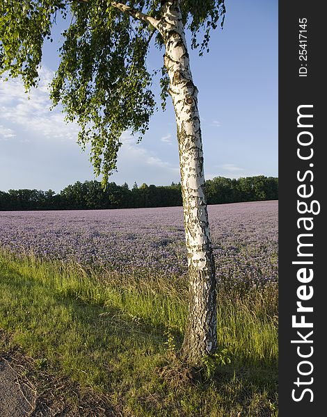 Birch tree in green field between the violet. Birch tree in green field between the violet