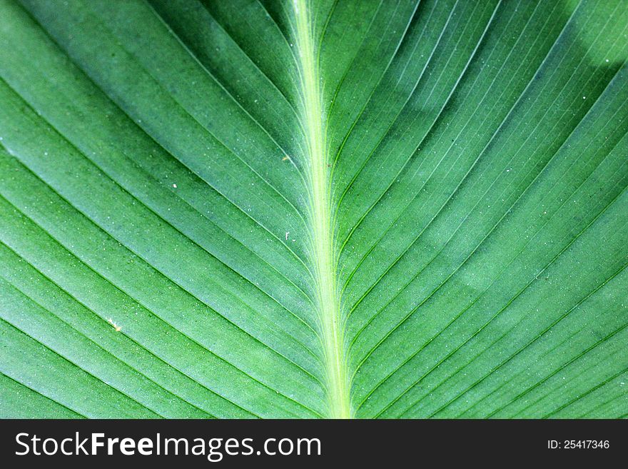 Leaf banana for background vertical