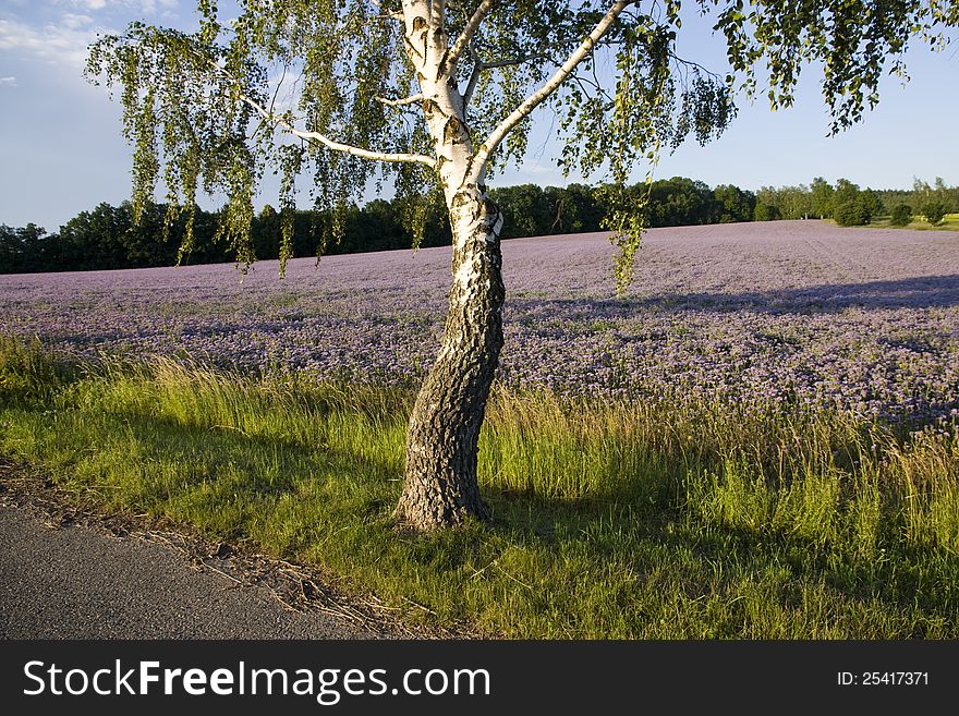 Birch growing on the green, birch with purple box with herbs, asphalt road with birch. Birch growing on the green, birch with purple box with herbs, asphalt road with birch