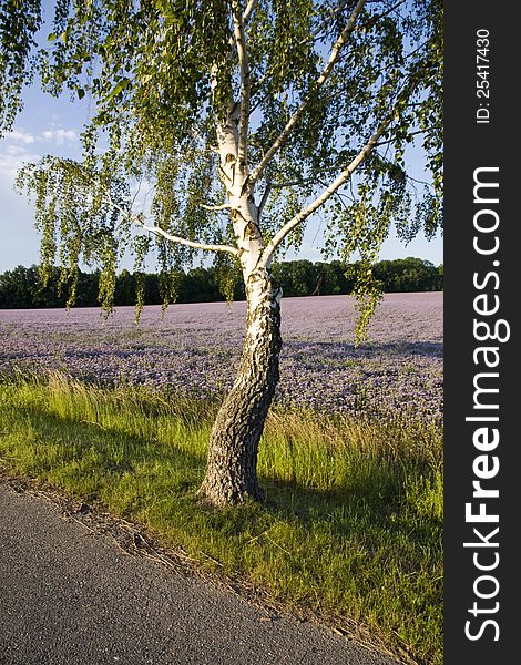 Birch growing on the green between the road, birch trunk in the light of the setting sun, birch in the field with purple