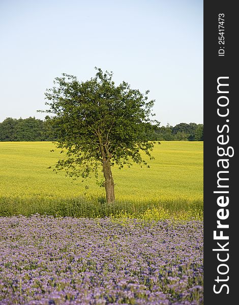 Green tree between purple and yellow rapeseed field, tree in the center of the photograph. Green tree between purple and yellow rapeseed field, tree in the center of the photograph