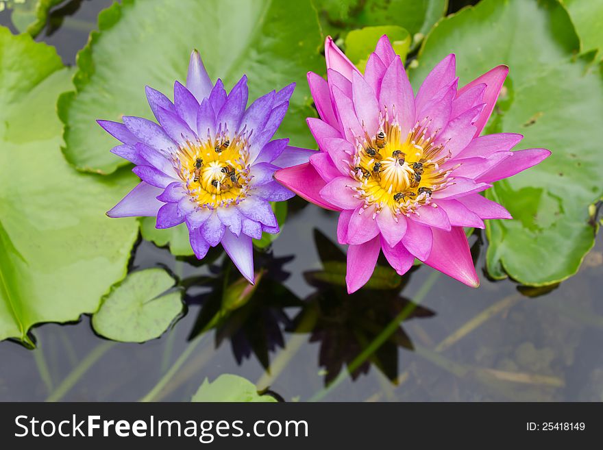 Bee on a purple and pink lotus.