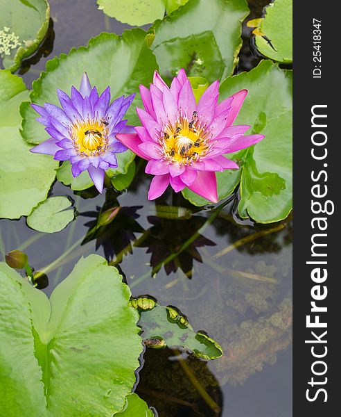 Bee on a purple and pink lotus.