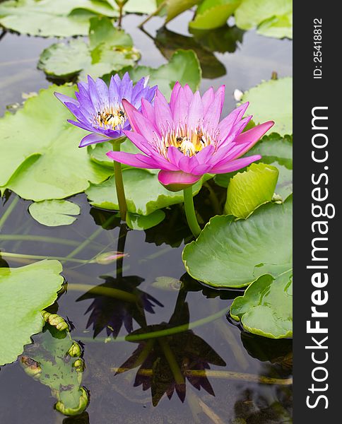 Lotus with reflection and insects.