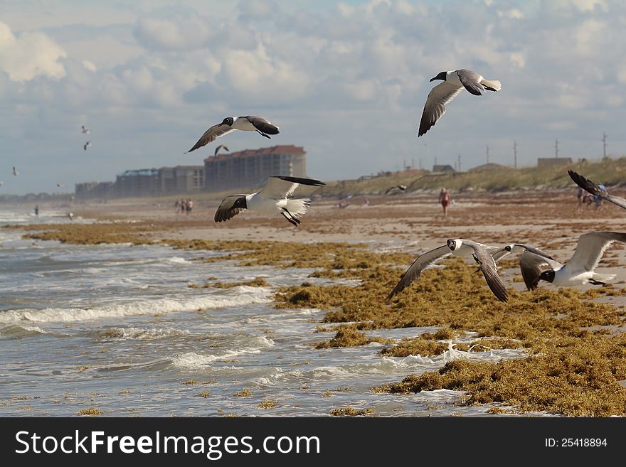 Seaweed and seagulls on the shore
