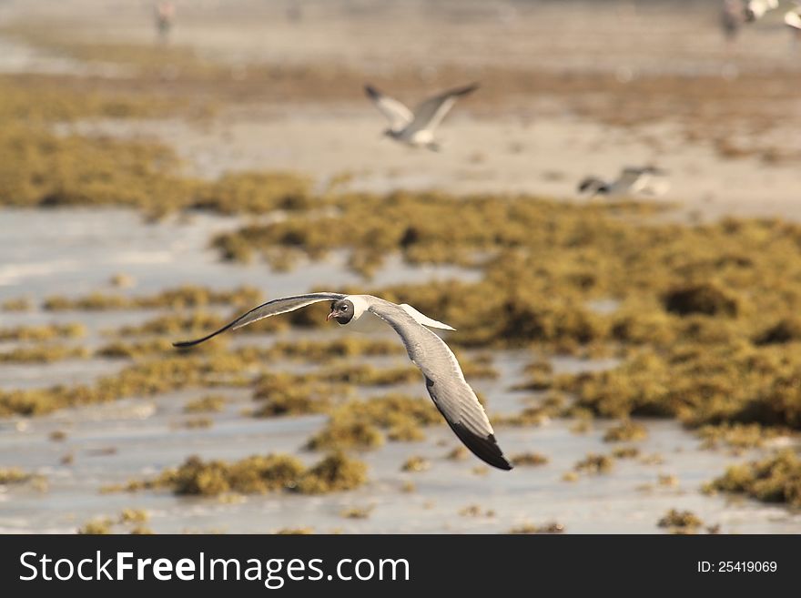 A group of seagulls searches through seaweed covered shore for food. A group of seagulls searches through seaweed covered shore for food.