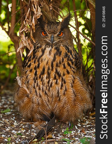 Closeup of an eagle owl in the bush