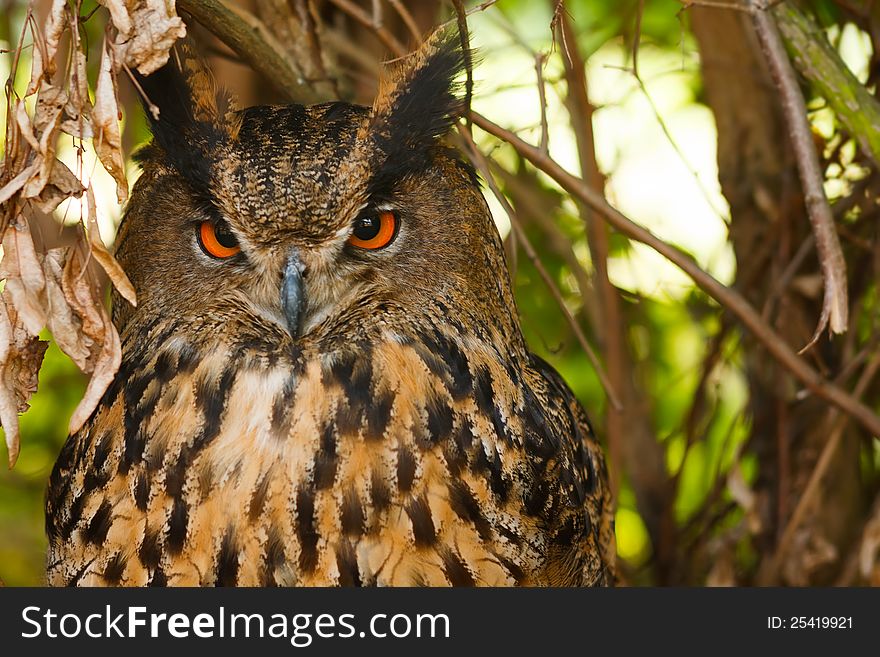 Closeup of an eagle owl in the bush