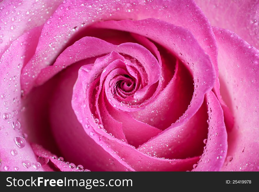 Close up of pink rose