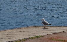 A Seagull In The Port Of Mali Losinj Stock Images A Seagull In The Port Of Mali Losinj Stock Images