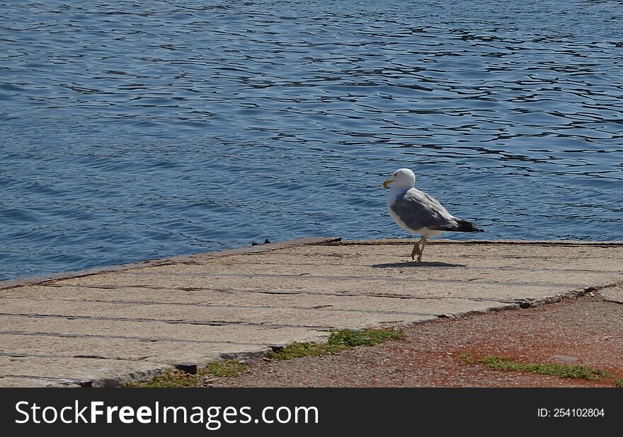 A seagull in the port of Mali Losinj