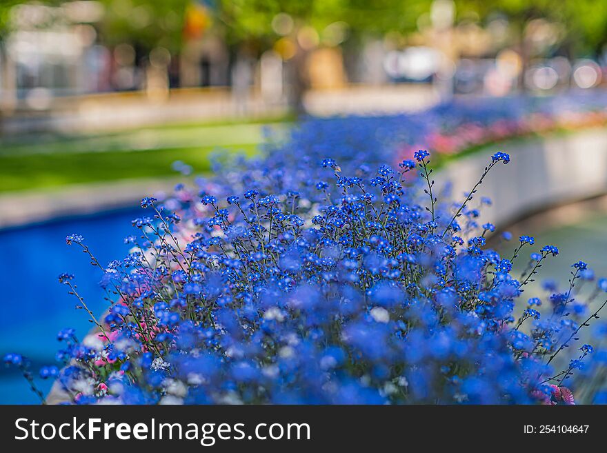 Beautiful blue flowers Closeup View