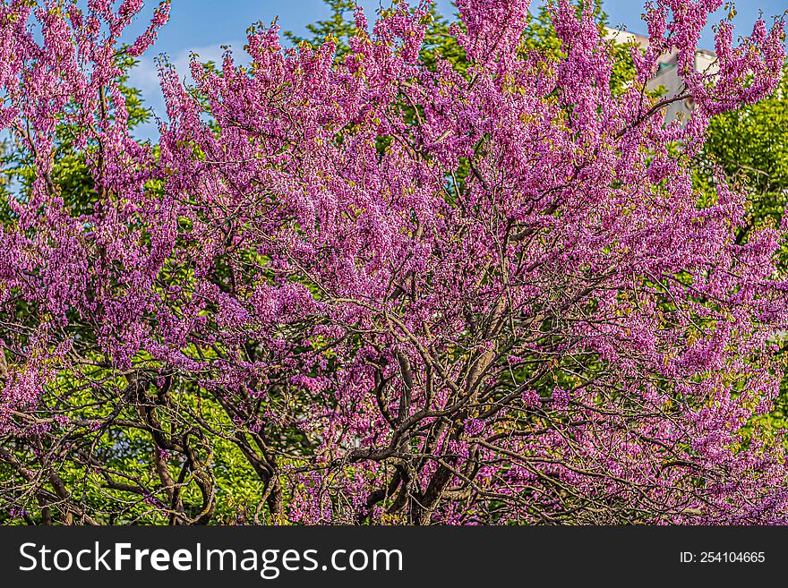 Cherry blossom Sakura spring flowers