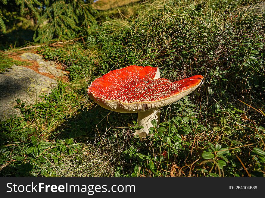 Mountain Mushroom Red Beautiful Nature