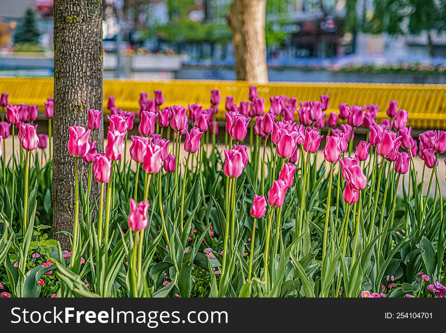 Beautiful flowers Pink tulips Close Up