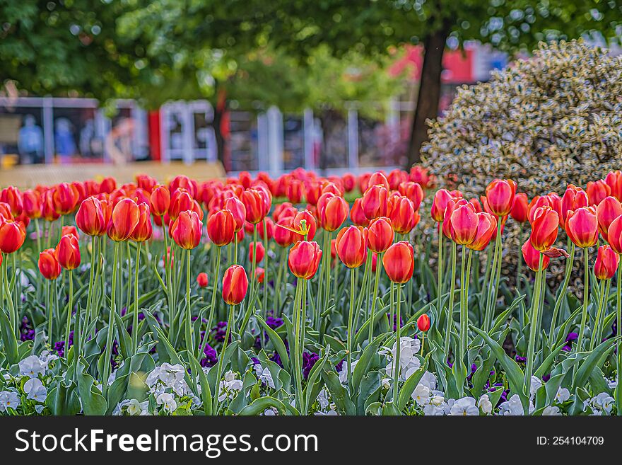 Red tulips closeup Beautiful Flowers