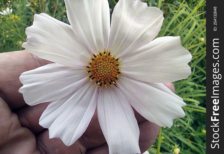 Photo of a delicate flower Cosmea Cosmos Albatros in a person& x27 s hand. White flower petals close-up, on a green grass backgro