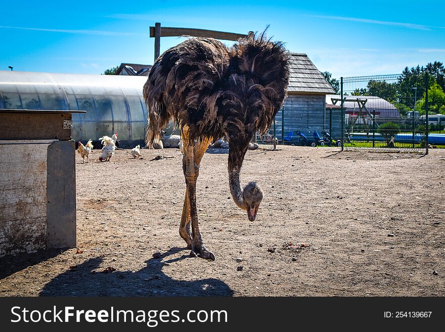 Beautiful Animal In Latvia Zoo