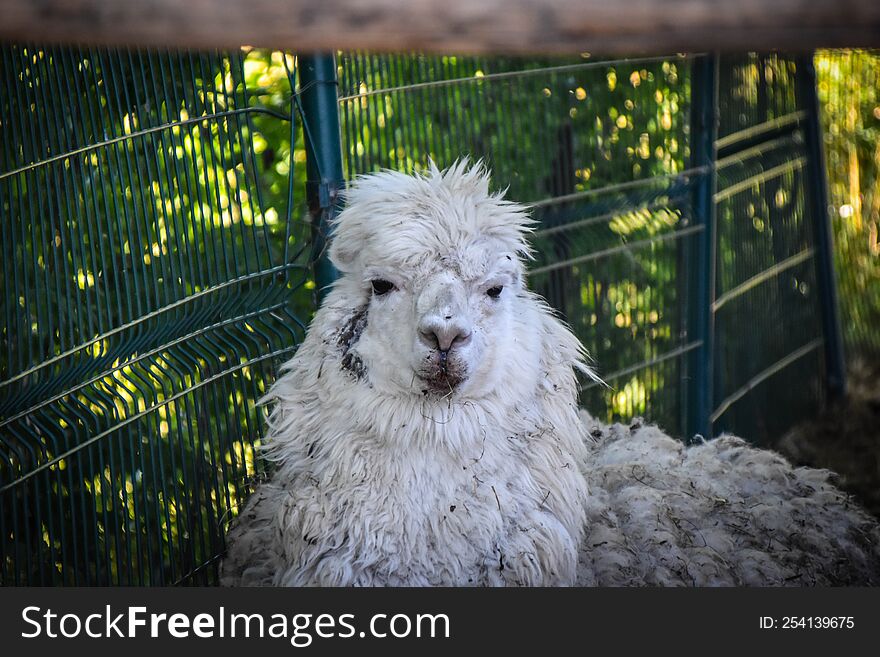 Beautiful animal in Latvia zoo