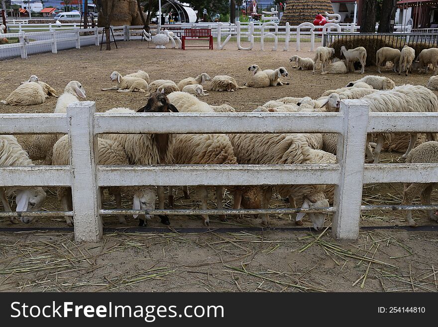 Flock Of Sheep On A Farm