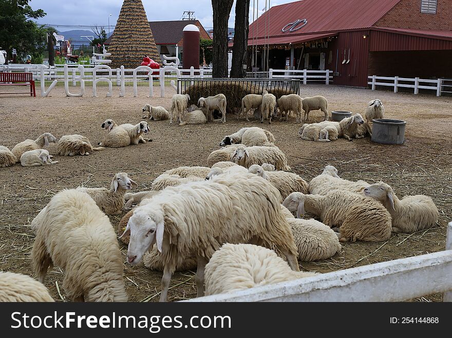 Dozens Of Sheep On A Farm