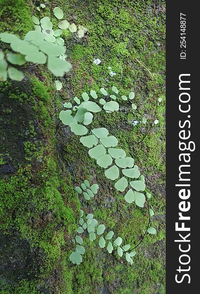 a suplir plant on mossy rocks that grows naturally, one of the extraordinary beauty of nature