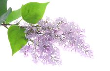 Lilac Royalty Free Stock Photos Lilac Royalty Free Stock Photos