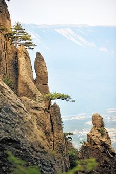 Pine Trees On The Steep Cliffs Royalty Free Stock Images Pine Trees On The Steep Cliffs Royalty Free Stock Images
