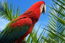 Parrot Royalty Free Stock Image