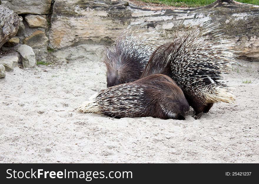 Crested Porcupine; Wild Life Zoo; close up. Crested Porcupine; Wild Life Zoo; close up.