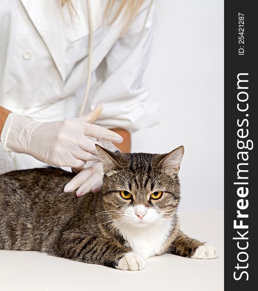 Veterinary doctor treats domestic cat, makes injection. Veterinary doctor treats domestic cat, makes injection