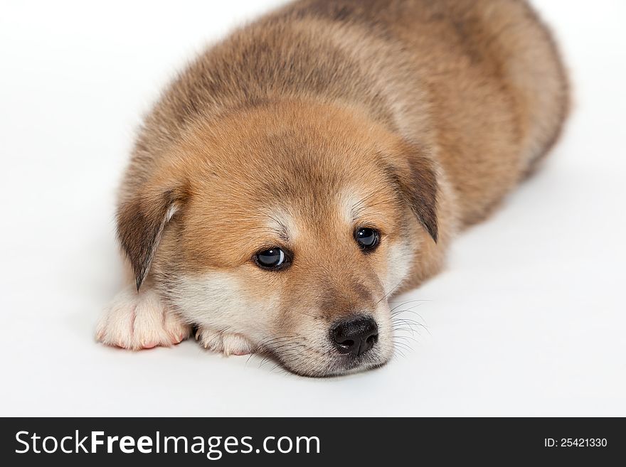 Small, yellow puppy huskies and husky, a mixture of breeds. Small, yellow puppy huskies and husky, a mixture of breeds