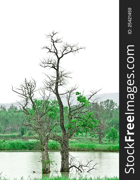 The died back tree is proceeded in greenish-grey tone. The died back tree is proceeded in greenish-grey tone.
