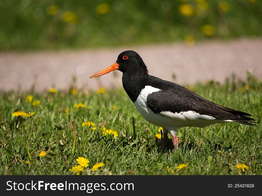 Eurasian Oystercatcher on the grass