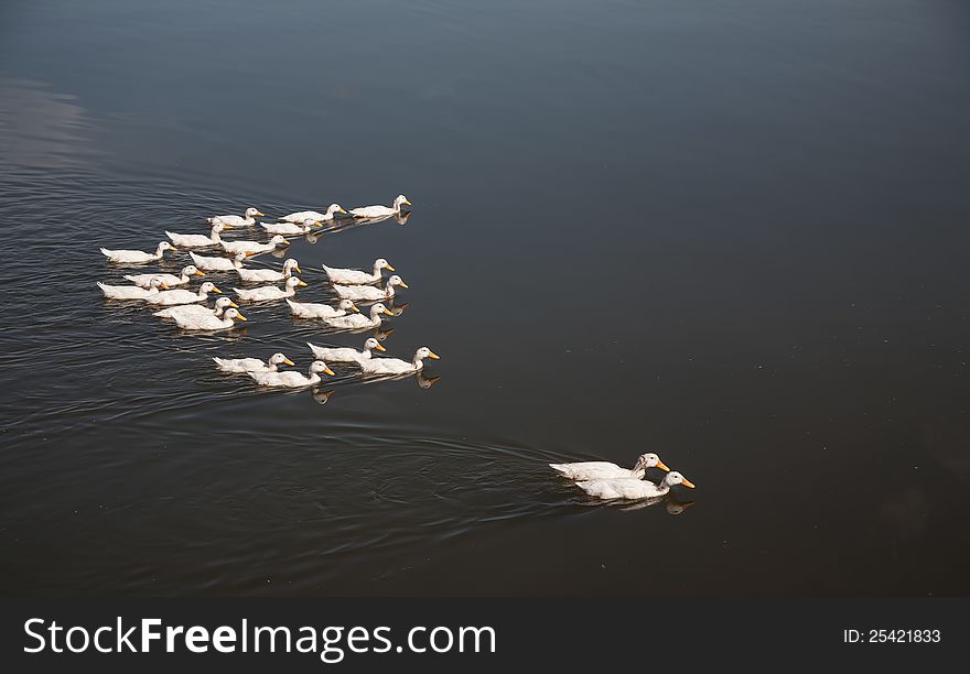 A flock of ducks swimming on the water. Only ducks and water.