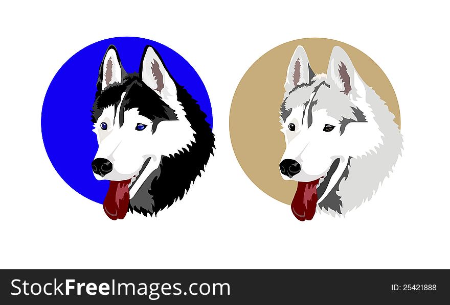 Vector image of a dog of breed Siberian Huskies of black , grey color. Vector image of a dog of breed Siberian Huskies of black , grey color