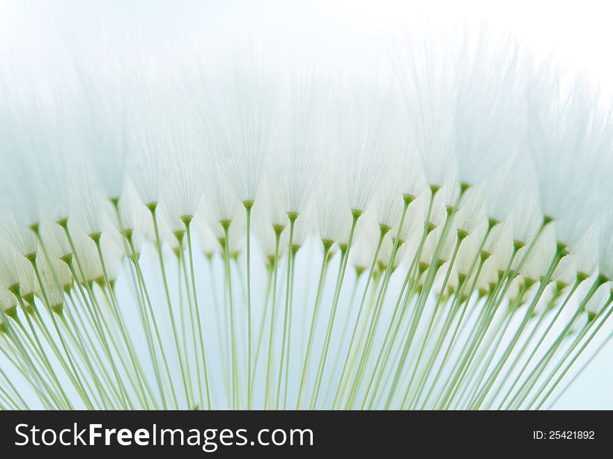 Close up image of dandelion seeds