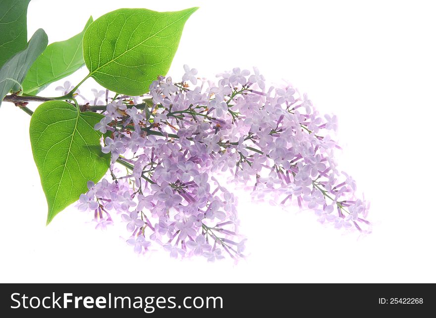 A bunch of lilac flowers