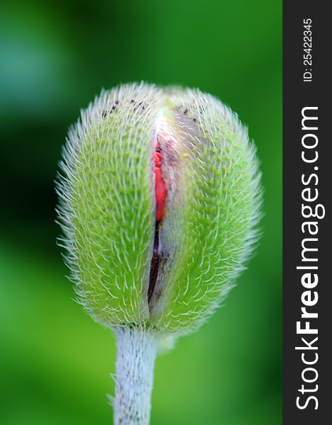 Close up of a poppy