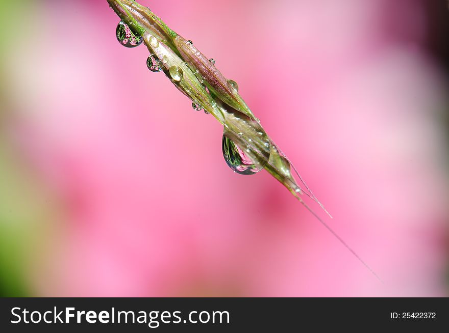 Close up image of drops with natural background