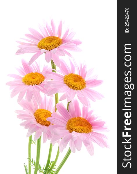 Pink daisys with white background