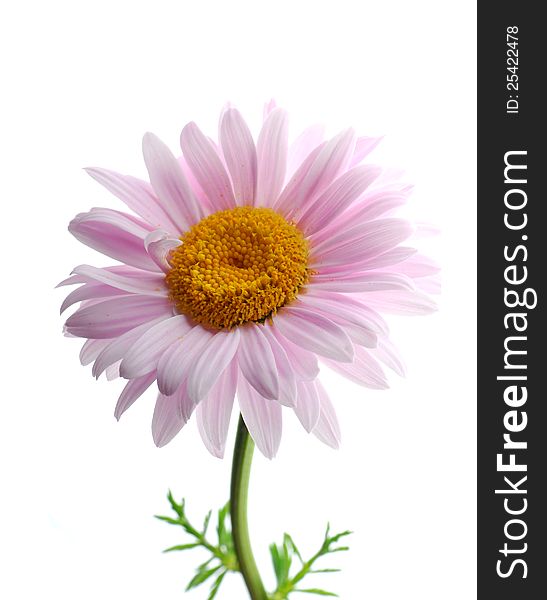 Pink daisys with white background