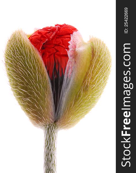 Red poppy on white background