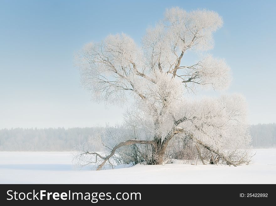 The tree in frost, the snow-covered plain.