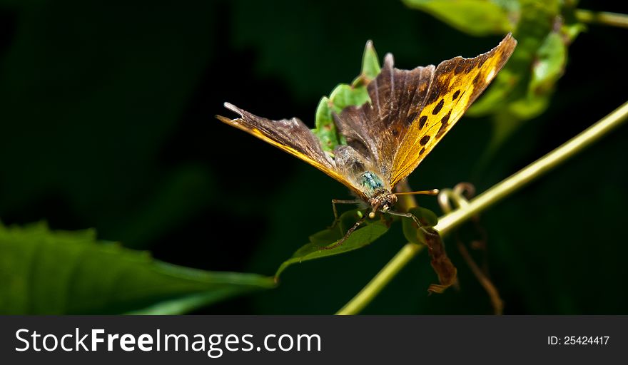 A colorful butterfuly takes a break and pauses on a stem. A colorful butterfuly takes a break and pauses on a stem