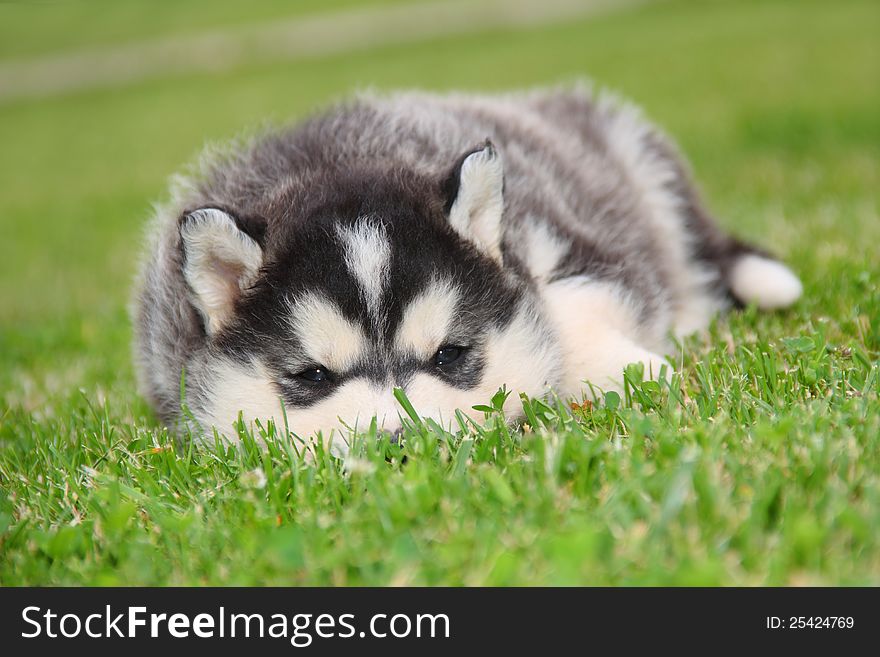 The puppy hiding on grass and looking at camera. The puppy hiding on grass and looking at camera