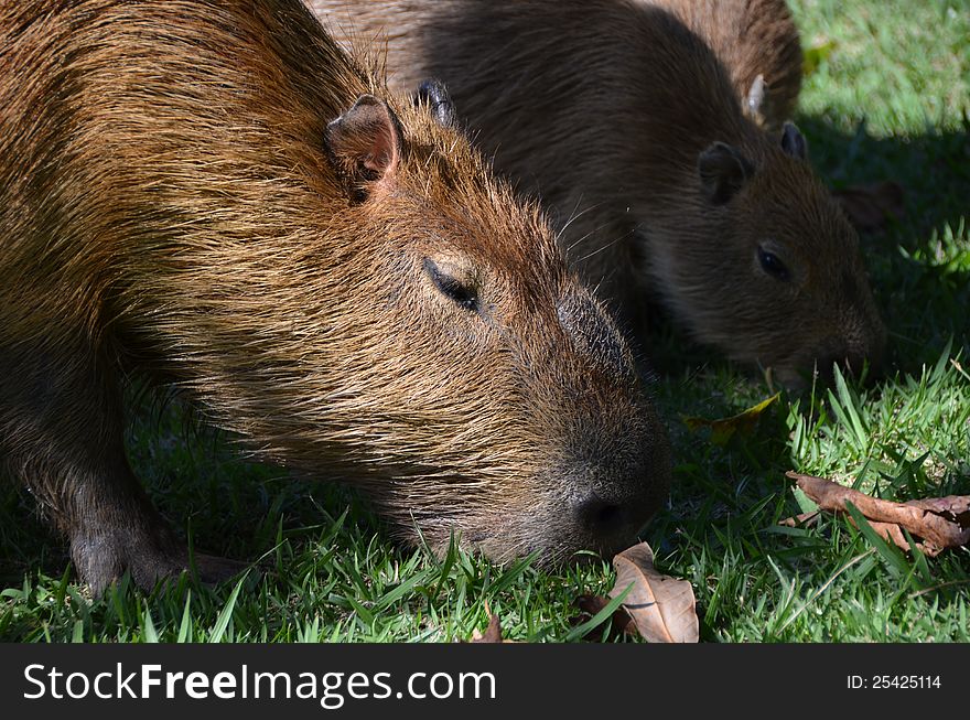 Capybaras at Pampulha Lake - Brazil