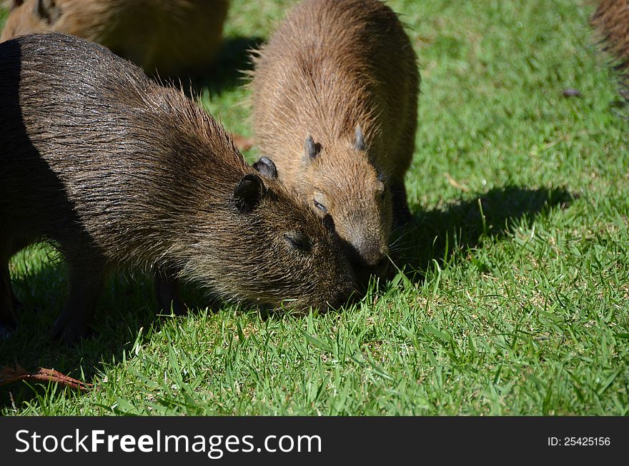 Baby capybara